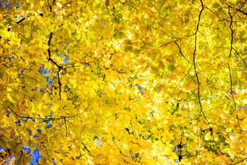 im Sonnenschein leuchtendes Herbstlaub in einem alten Buchenwald