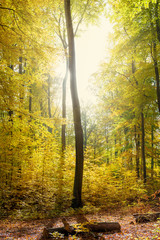 im Sonnenschein leuchtendes Herbstlaub in einem alten Buchenwald