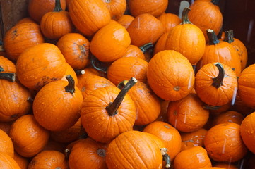 pumpkins