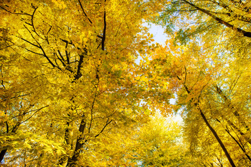 im Sonnenschein leuchtendes Herbstlaub in einem alten Buchenwald
