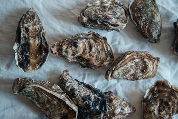 Fresh closed french oysters