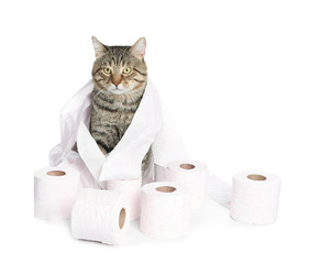 Cute cat playing with rolls of toilet paper on white background
