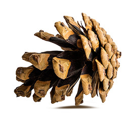 Brown pine cone on white background with clipping pass