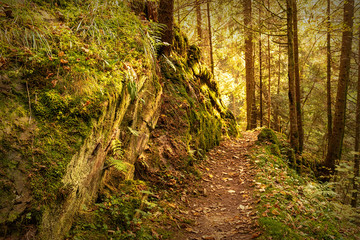 Hiking impression in the Black Forest along the Roetenbach in Autumn, Germany. Magical Autumn Forrest. Colorful Fall Leaves. Romantic Background.