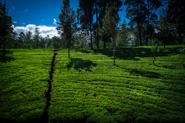 round tea field