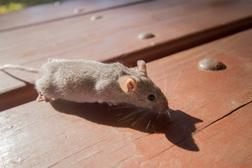 grey mouse exploring tree mid autumn in the park trees leaves and tables