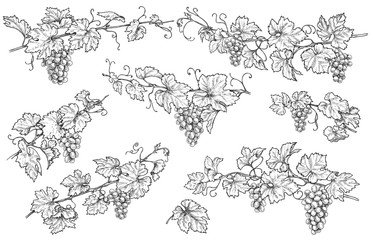 Hand Drawn Grape Branches Set