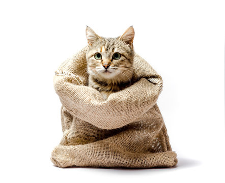 gray kitten with green eyes in a bag on a light background