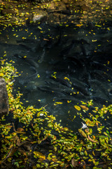 fish and autumn leaves in a lake