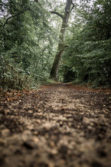 Im Wald von Luxemburg