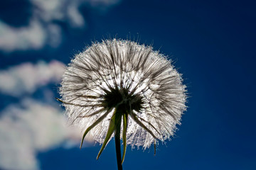 Fototapeta premium piękny kwiat mniszek puszyste nasiona na tle błękitnego nieba w jasnym świetle słońca