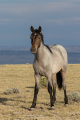 Majestic Wild Horse in the High desert