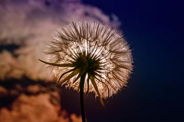 Vlies Fototapete Pusteblume schöne Blume Löwenzahn flauschige Samen vor blauem Himmel im hellen Licht der Sonne