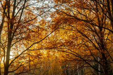 Autumn leaves on the sun. gold foliage, sunlight