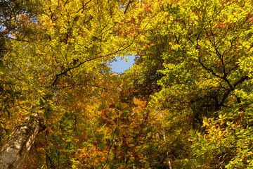 Fototapeta premium Hiking impression in the Black Forest along the Roetenbach in Autumn, Germany. Magical Autumn Forrest. Colorful Fall Leaves. Romantic Background.