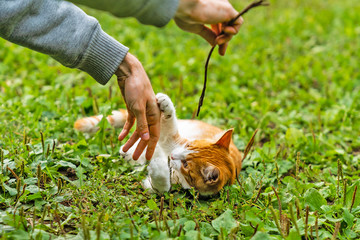 Young playful ginger cat is playing with stick