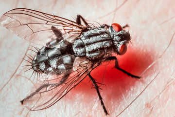 Closeup of a fly.