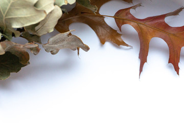 Naklejka premium Acorn and Maple Leaves on White 