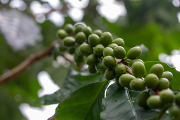 Green coffee beans background