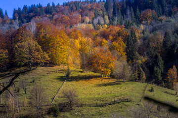 Beautiful orange and red autumn forest. Autumn forest, many trees in the orange hills, orange oak, yellow birch, green spruce, Hilly autumn forest.