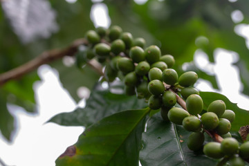 Green coffee beans background