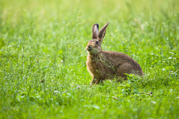 European Brown hare in meadow