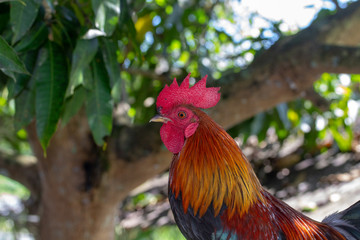 Beautiful multicolored chickens