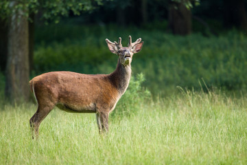 Young Red deer in flehmen position