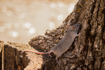 grey mouse exploring tree mid autumn in the park trees leaves and tables