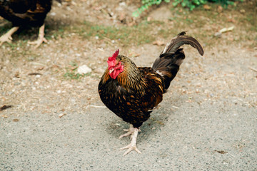 Cocks on the ground in rural area