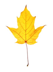 Beautiful autumn leaf on white background. Fall foliage