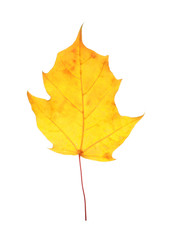 Beautiful autumn leaf on white background. Fall foliage