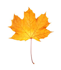 Beautiful autumn leaf on white background. Fall foliage