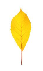 Beautiful autumn leaf on white background. Fall foliage