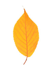 Beautiful autumn leaf on white background. Fall foliage