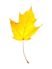 Beautiful autumn leaf on white background. Fall foliage