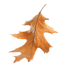 Beautiful autumn leaf on white background. Fall foliage