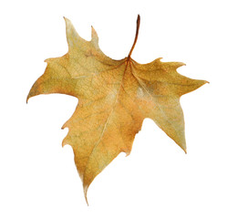 Naklejka premium Beautiful autumn leaf on white background. Fall foliage
