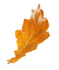 Beautiful autumn leaf on white background. Fall foliage