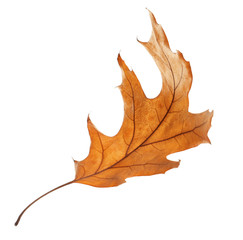 Beautiful autumn leaf on white background. Fall foliage