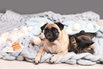 Cute cat and pug dog with blankets on floor at home. Cozy winter