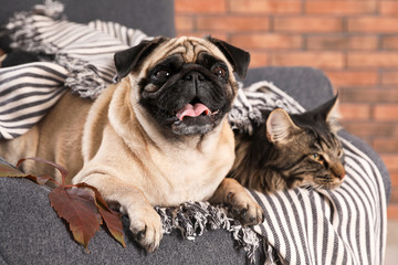 Cute cat and pug dog with blanket in armchair at home. Cozy winter