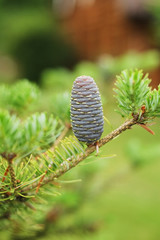 Korean fir-tree on a green background. She has blue or purple bumps.