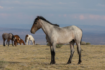 Fototapeta na wymiar Majestic Wild Horse in the High desert
