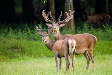 Two Red deers in summer