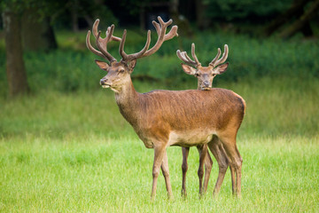 Naklejka na ściany i meble Two Red deers in summer
