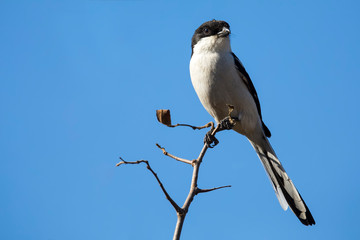 Fiscal shrike sitting on the top of dead branches while hunting insects