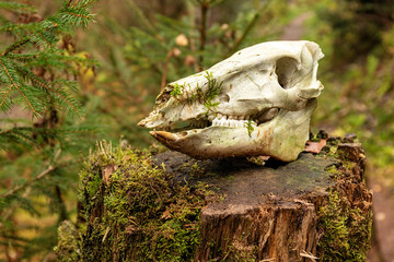 Hiking impression in the Black Forest along the Roetenbach in Autumn, Germany. Magical Autumn Forrest. Colorful Fall Leaves. Romantic Background.