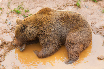 Oso pardo tomando un ba√±o, contraste, tono tierra
