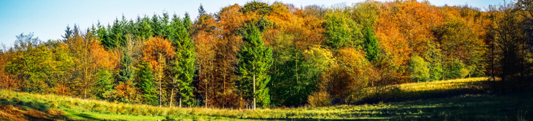 Obraz premium Autumn scene of a forest in glorious golden colors